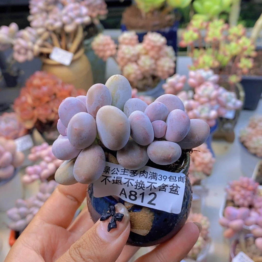 维*?812蛋黄奶多肉7c m