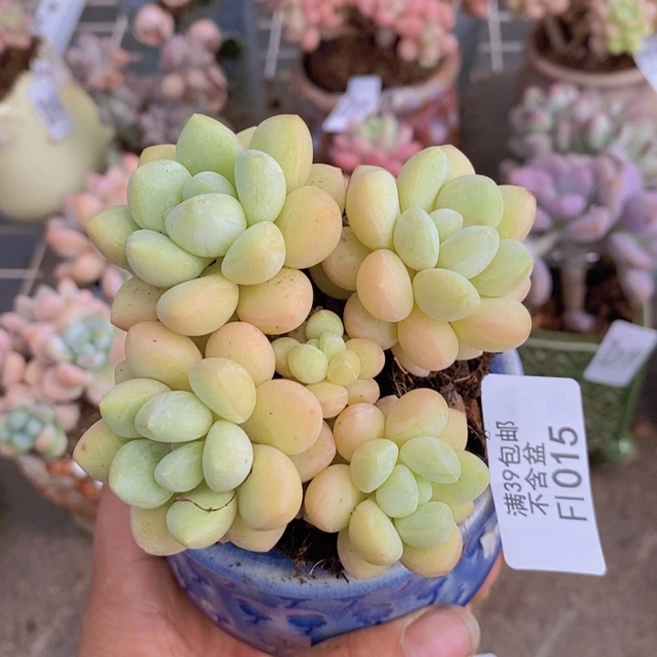 泡泡糖1015/7cm多肉