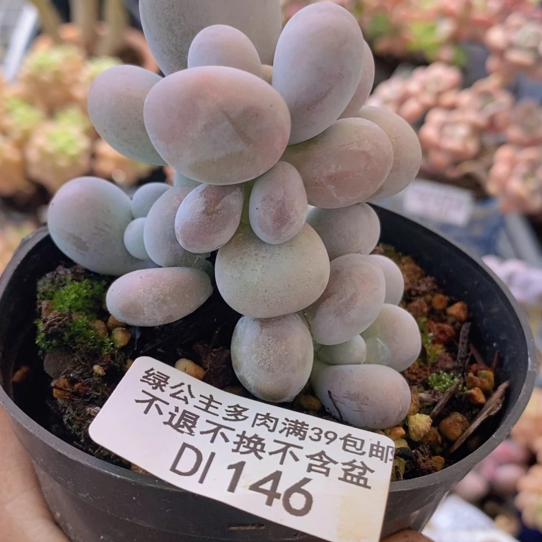芭比奶洛6vm146多肉植物