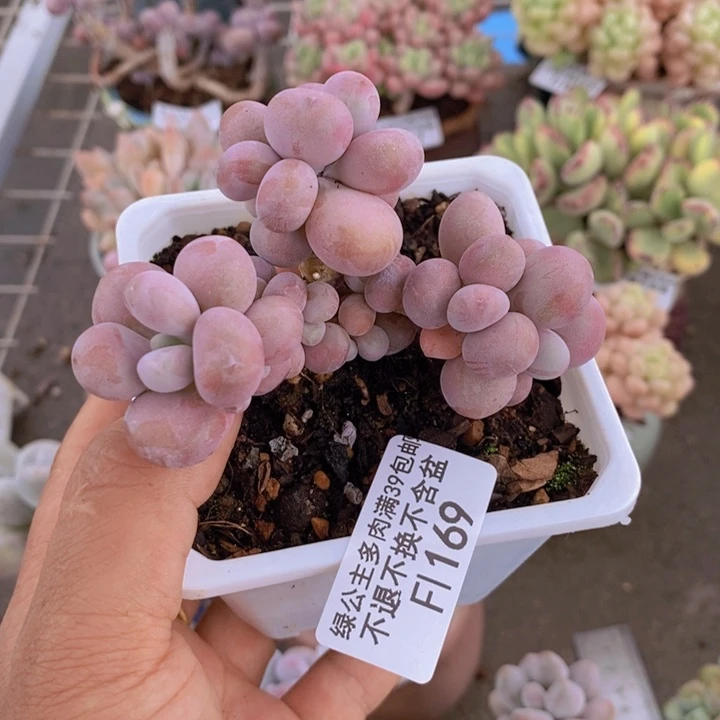 腰子桃蛋169/7c m