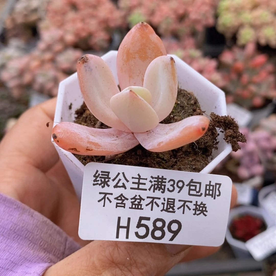 奶茶4cm589多肉植物