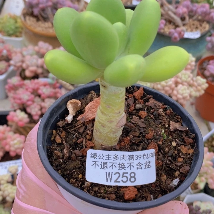 金蟾单头268多肉植物