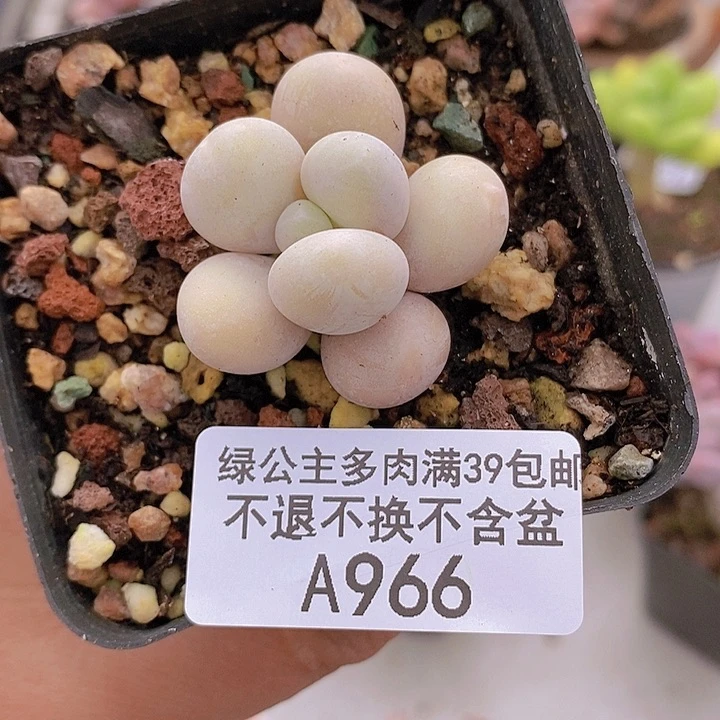 蛋黄奶3vm966多肉植物