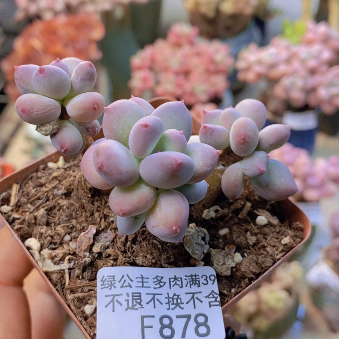 878苹果奶四代多肉5cm