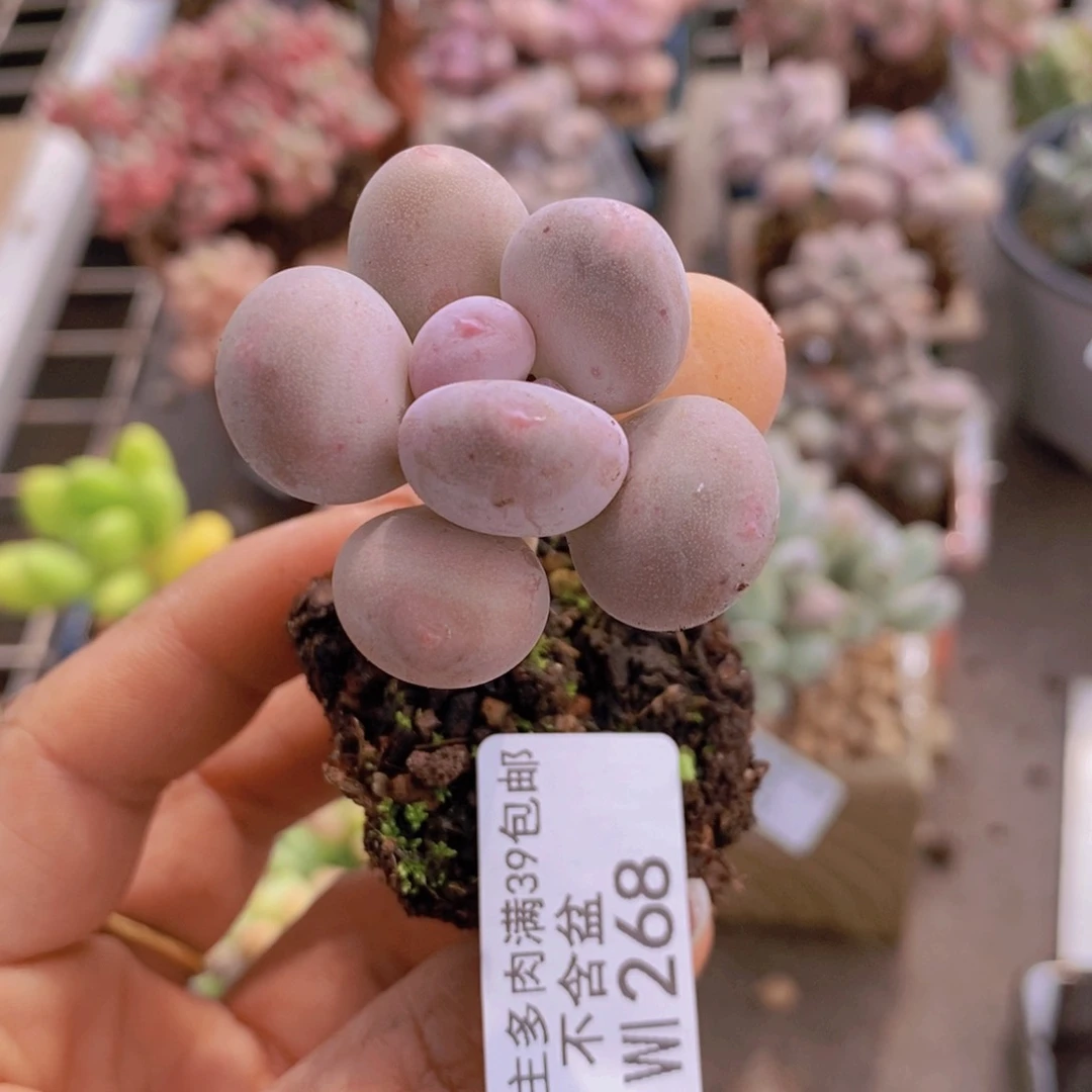 丸叶蛋黄奶268/3c m