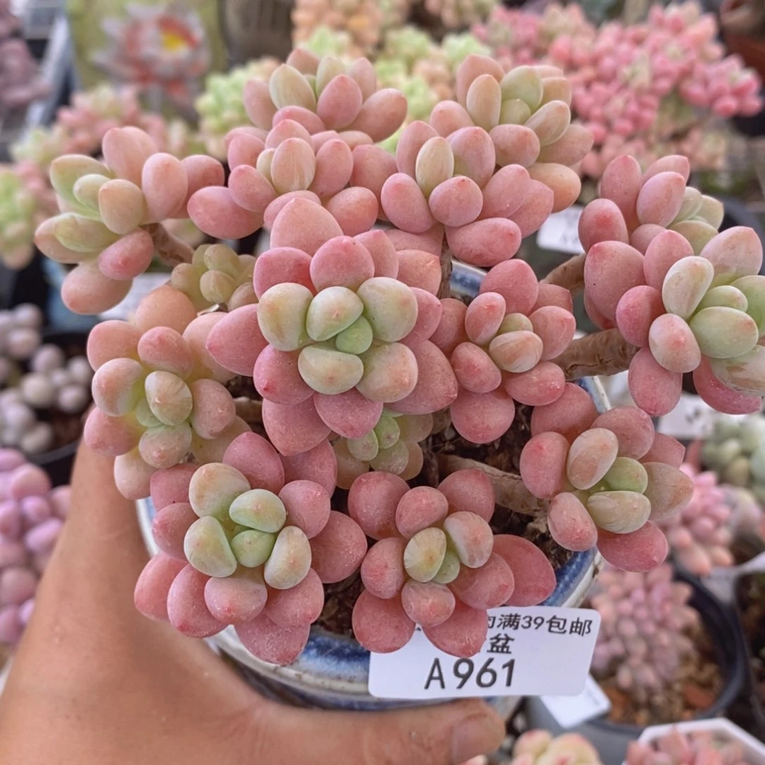 鱼子酱老桩12vm961多肉植物
