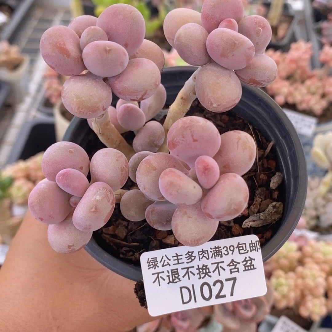 桃蛋老桩9cm027多肉植物