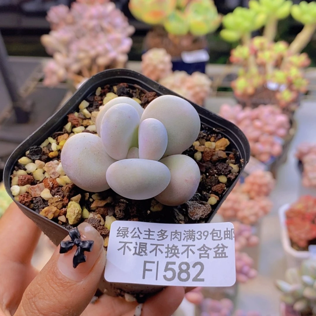 582橙奶多肉肉3c m