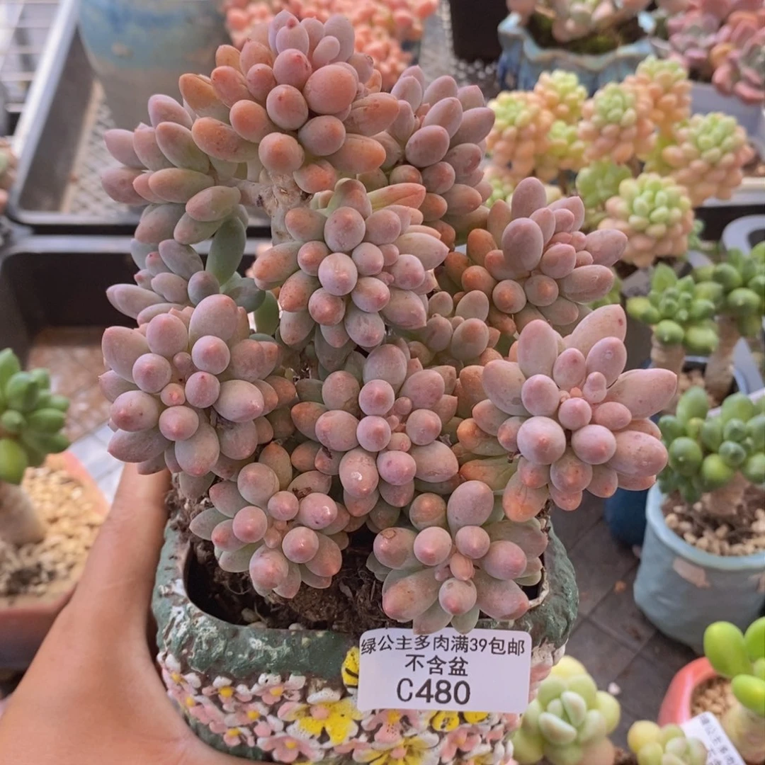 婴儿手指老桩12cm480多肉植物