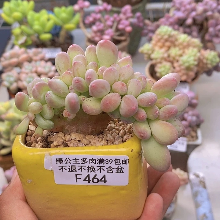 464苹果奶四代缀多肉7c m