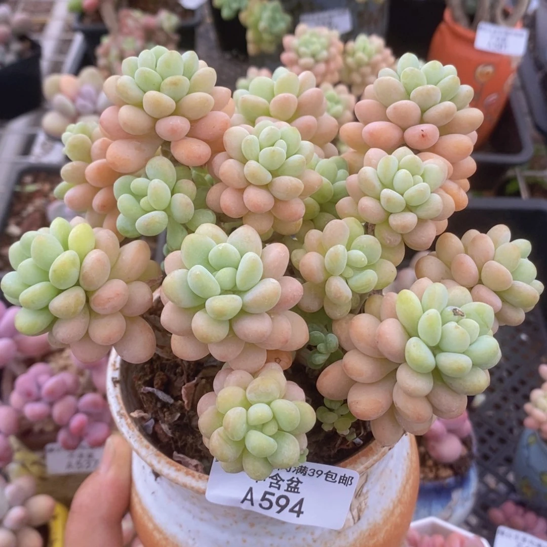 洛可可12cm594多肉植物