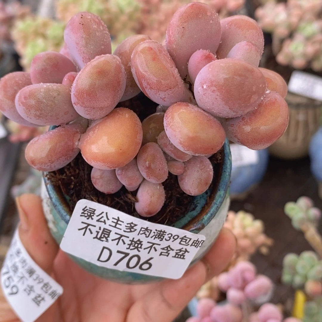 腰子桃蛋8cm706多肉植物