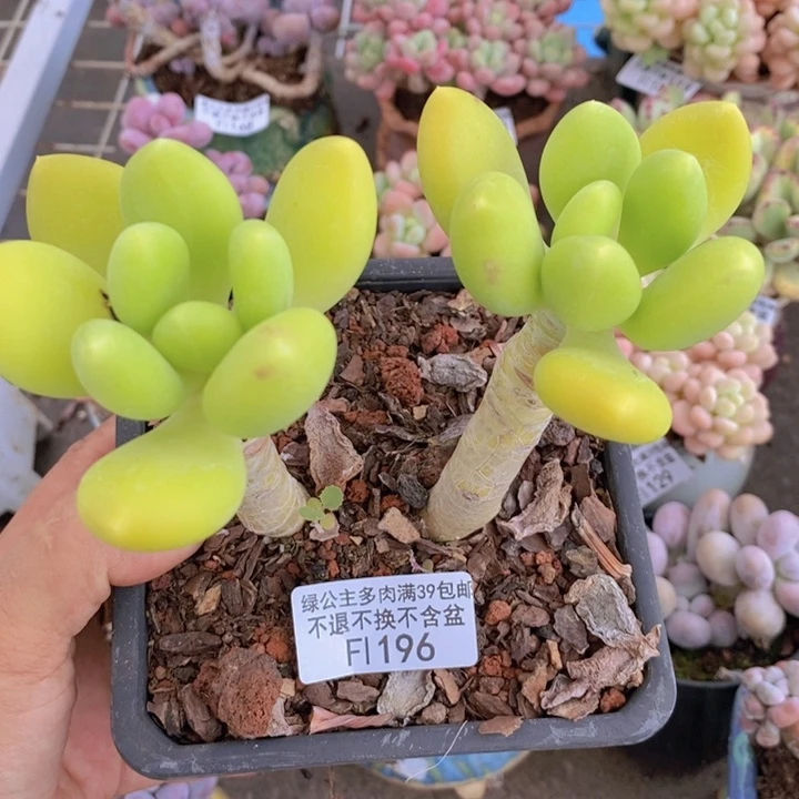 金蟾196/10cm多肉