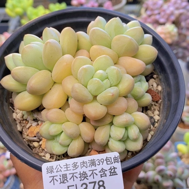 378泡泡糖多肉8cm
