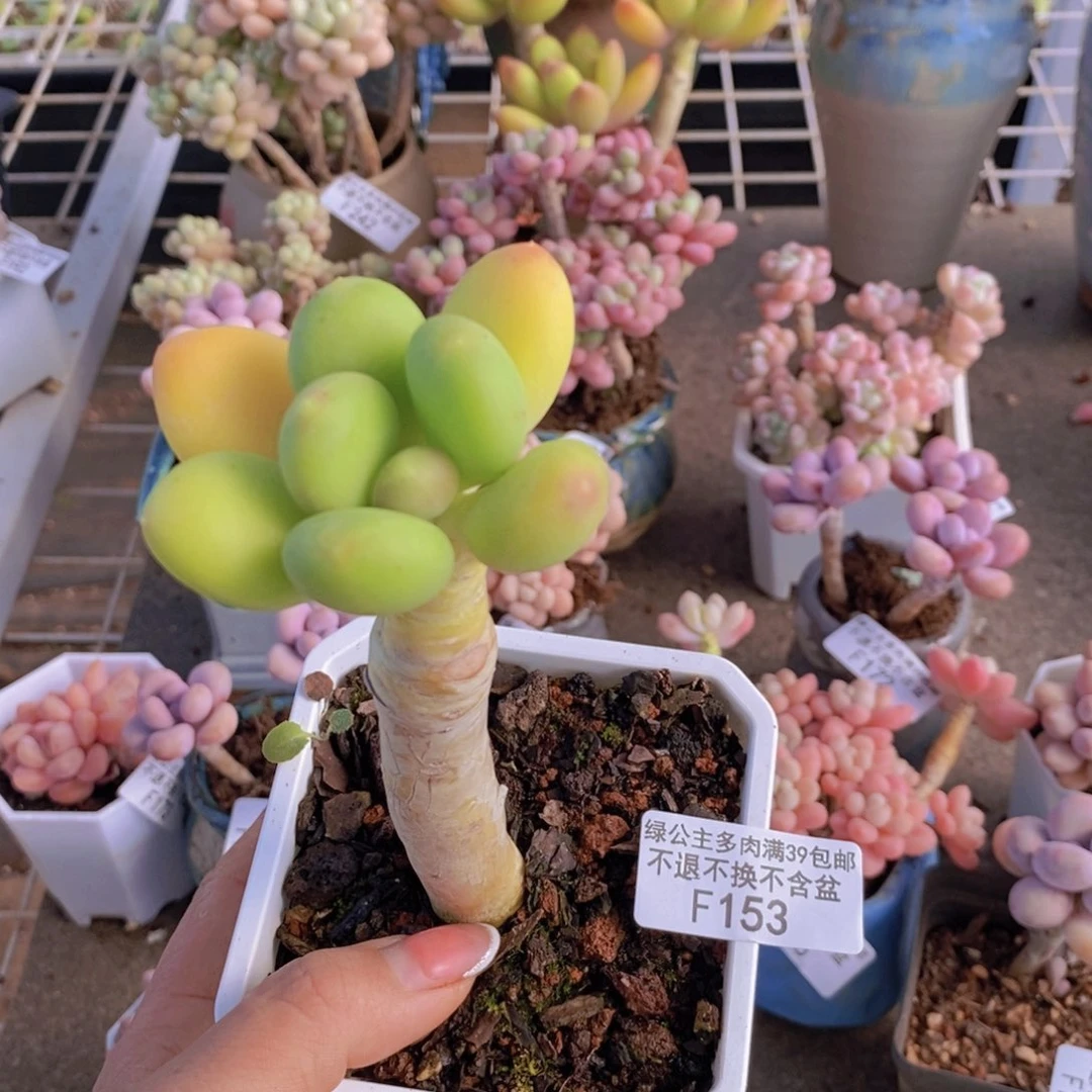 金蟾153/5cm多肉