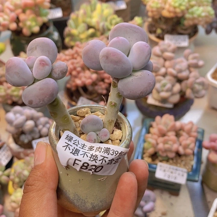 820彩虹奶多肉6cm