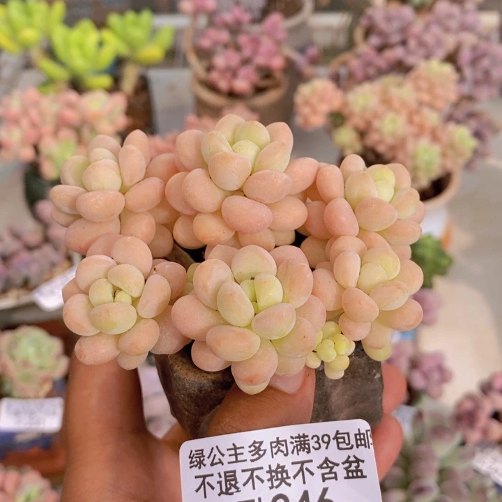 246洛可可多肉6cm