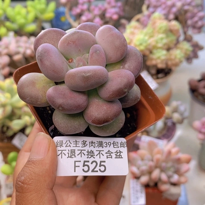 525小红蛋多肉5c m
