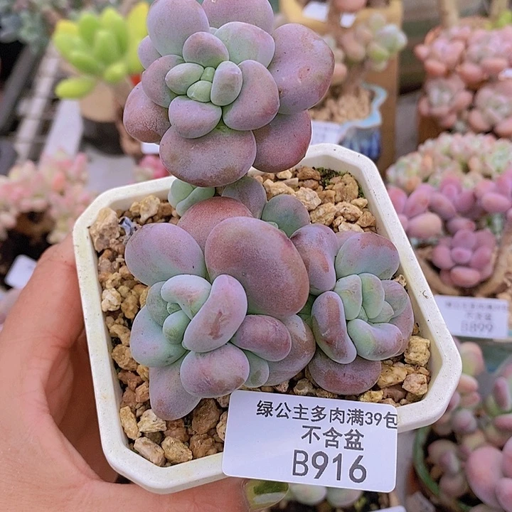 腰子洛神7cm916多肉植物