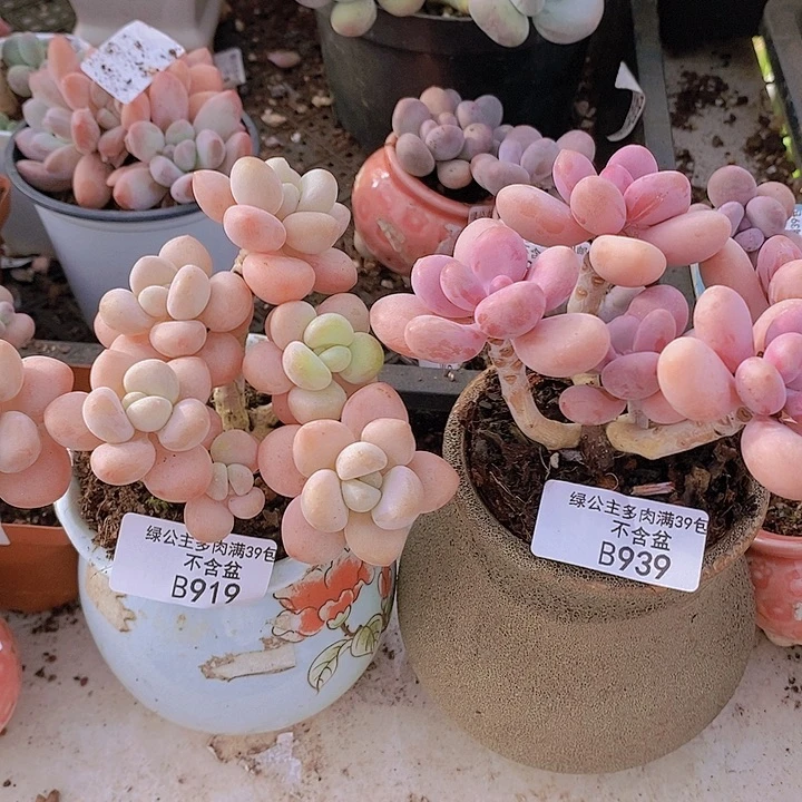 洛神59，桃蛋35多肉植物