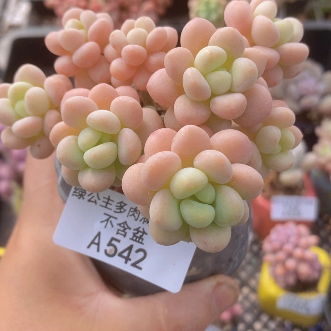 洛可可8cm542多肉植物