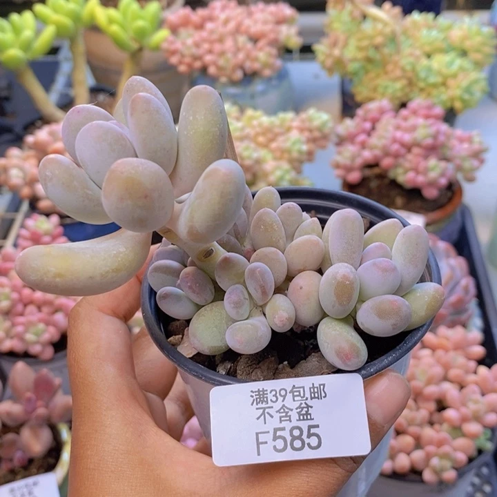 585蛋黄奶多肉群特价