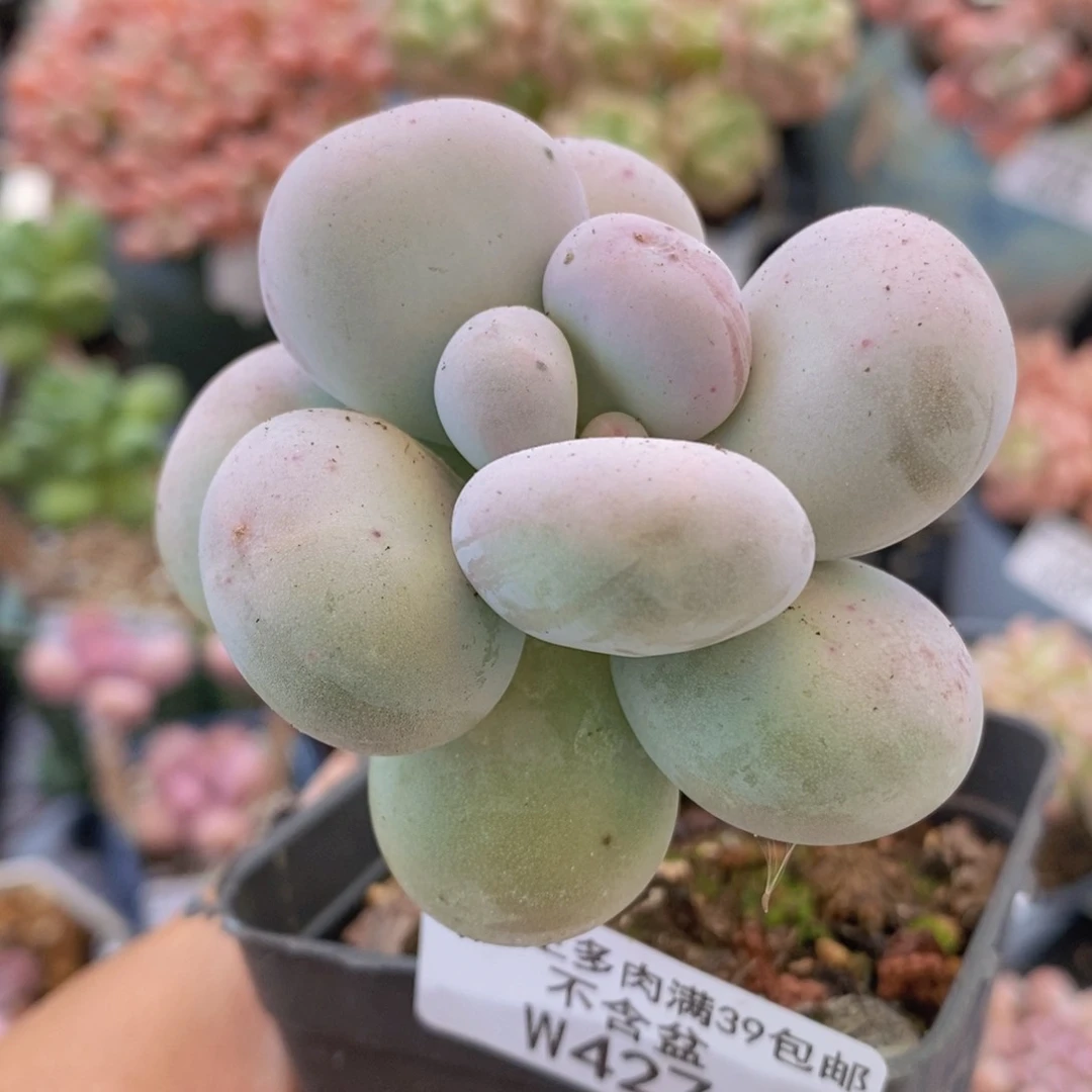 老桩水光针奶酪5cm427多肉植物