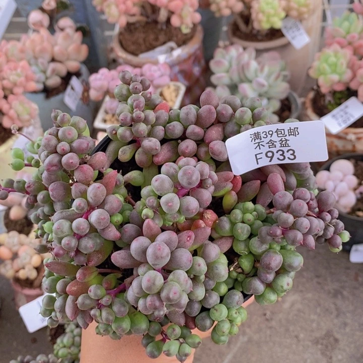 葡萄933/10cm多肉散