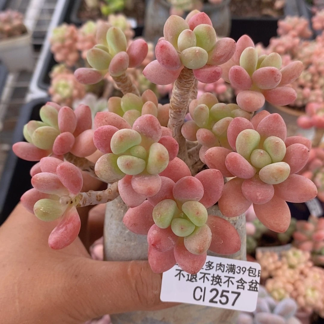 鱼子酱老桩10cm257多肉植物