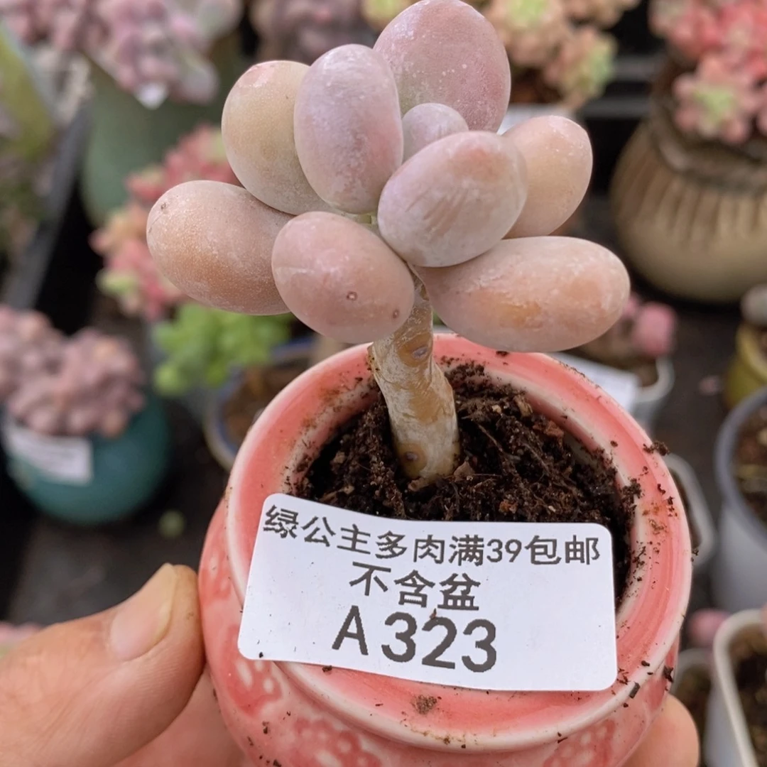 丸叶蛋黄奶4cm323多肉植物