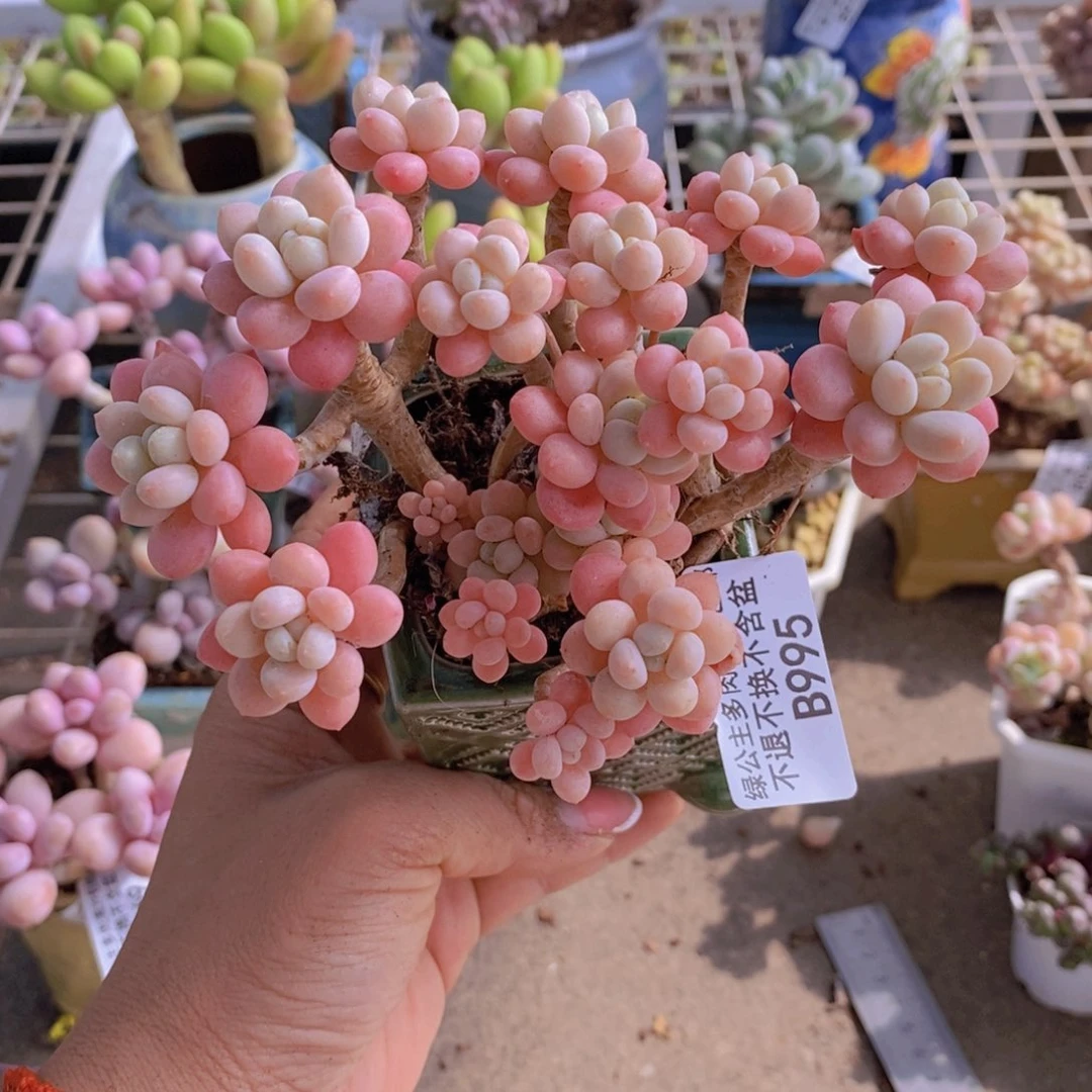 鱼子酱995/10vm运输掉叶