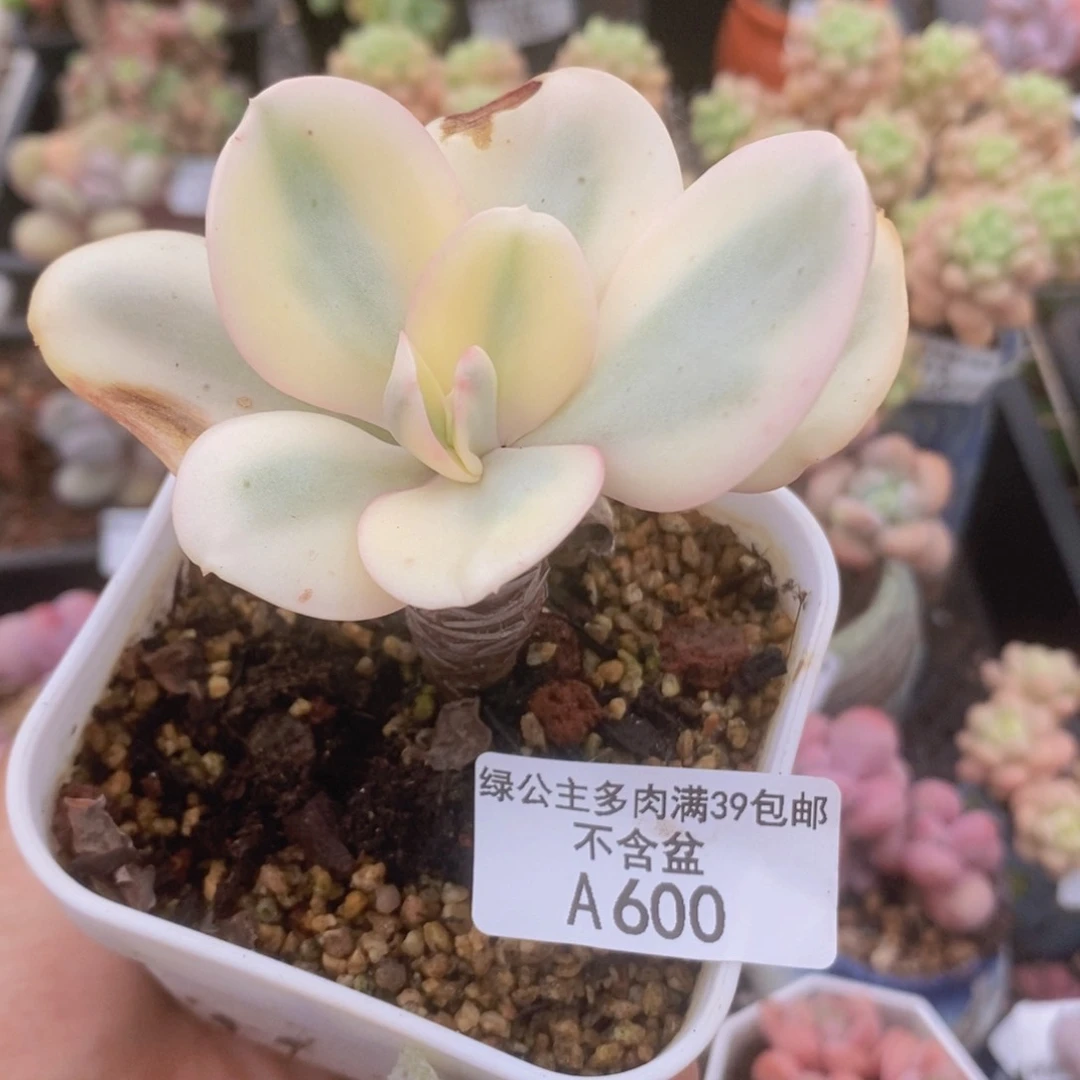 秀妍锦有伤600多肉植物