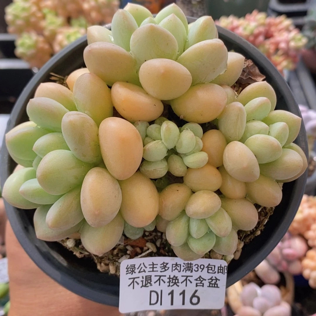 泡泡糖群10cm116多肉植物