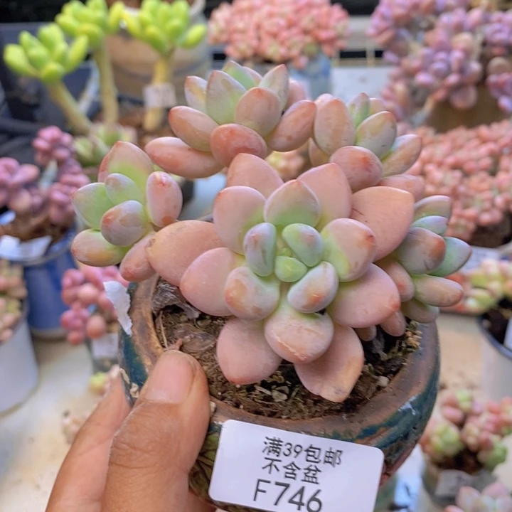 746橘子香水多肉8cm