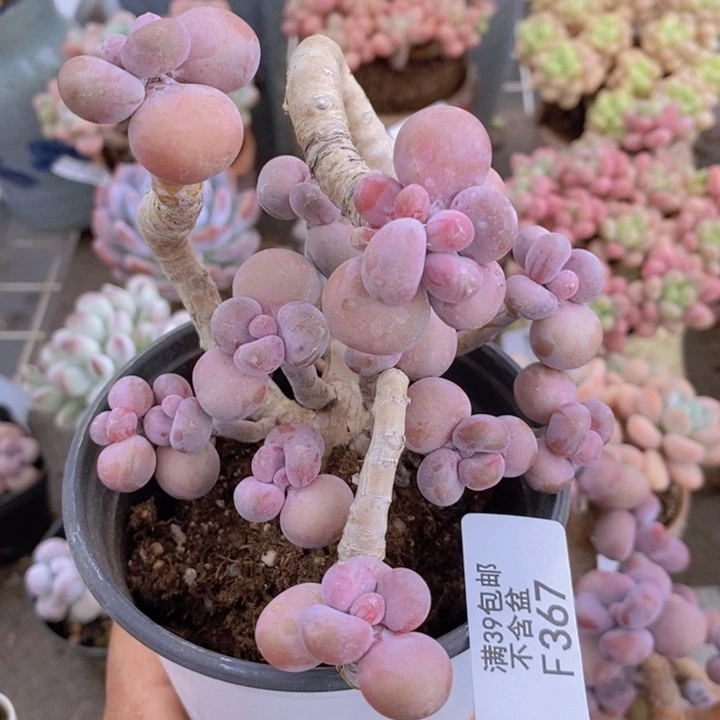 腰子桃蛋367/10c m