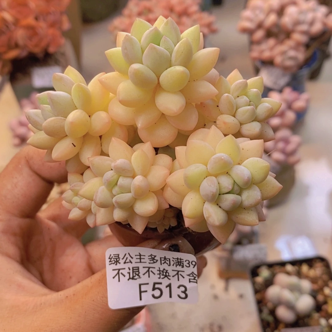 513泡泡糖多肉7c m不包整