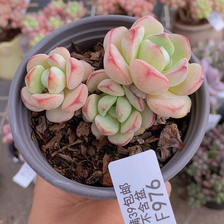 香草976/6cm多肉
