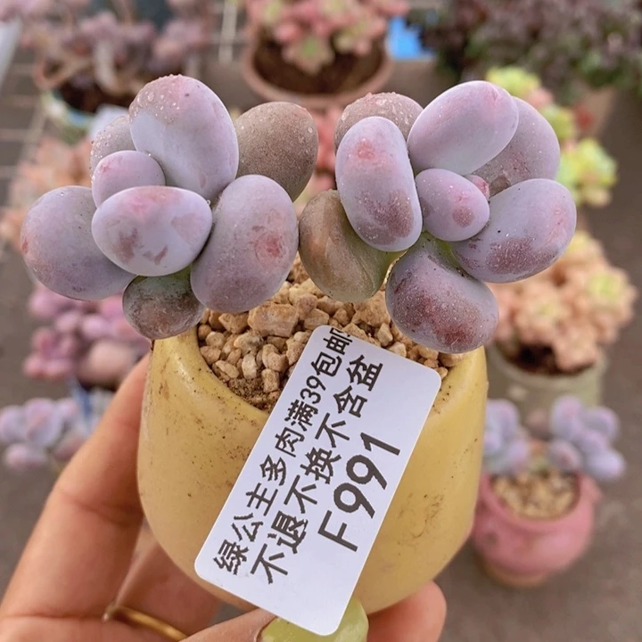 彩虹奶991/6cm多肉