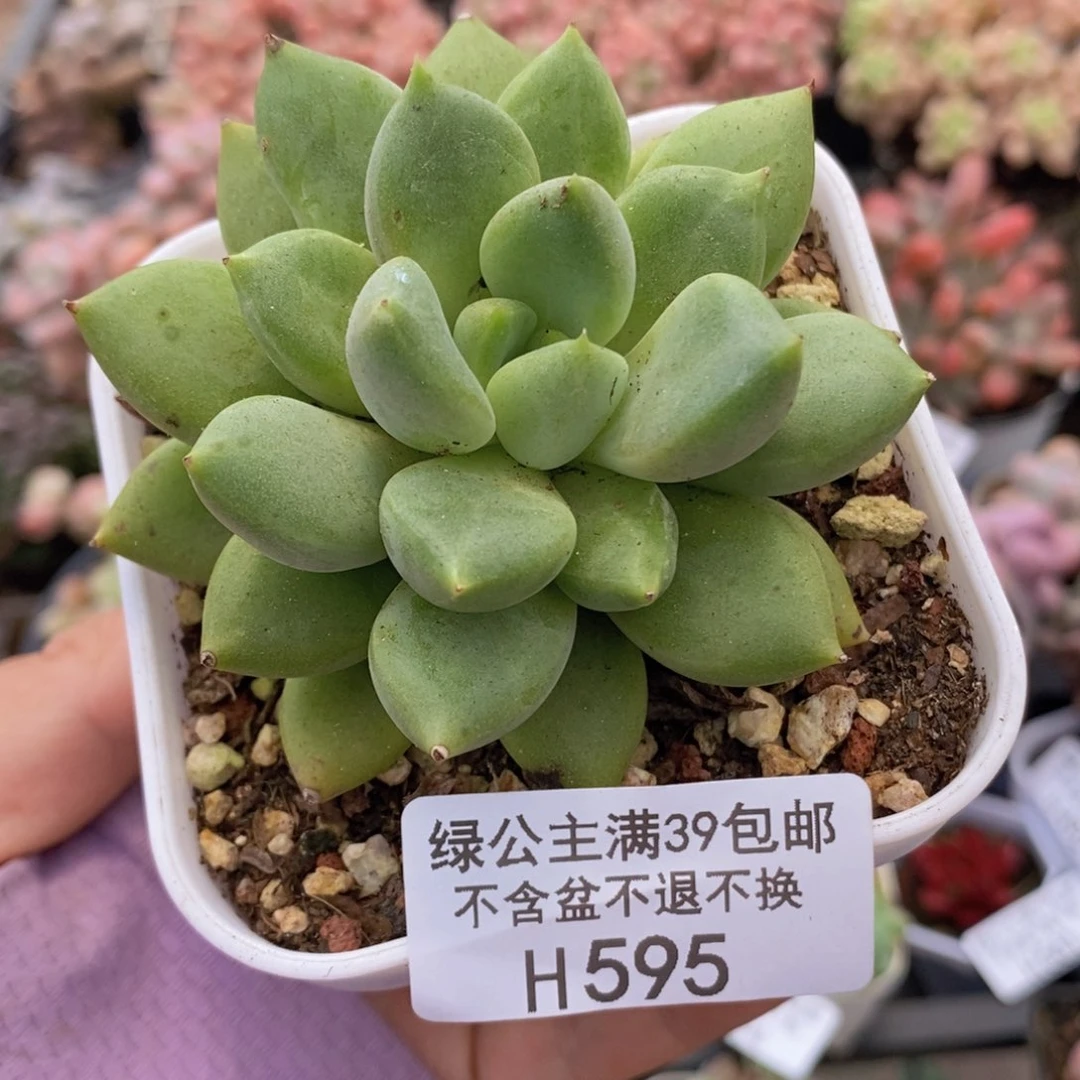象牙奶6cm595多肉植物