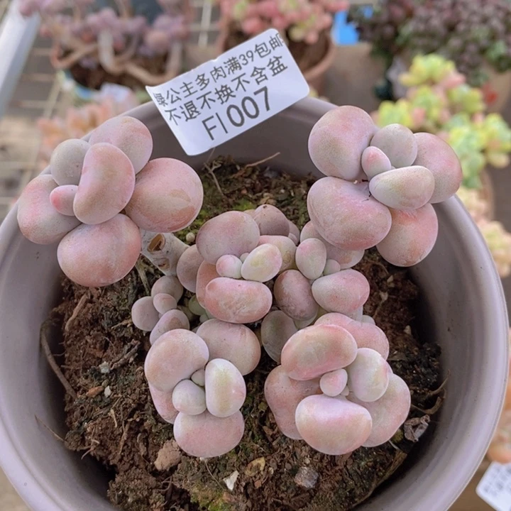 腰子桃蛋1007/7c m