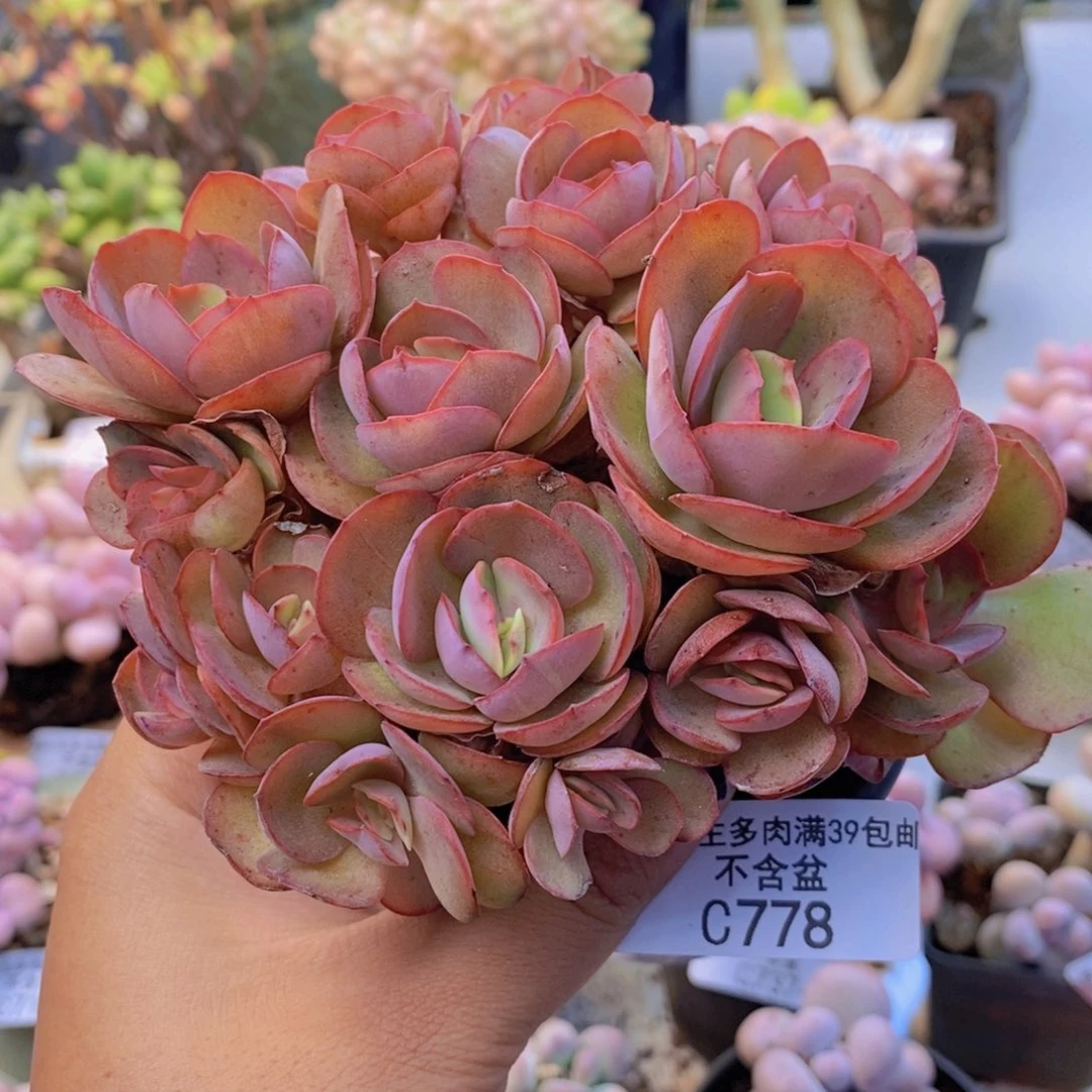 778秀妍多肉有砍