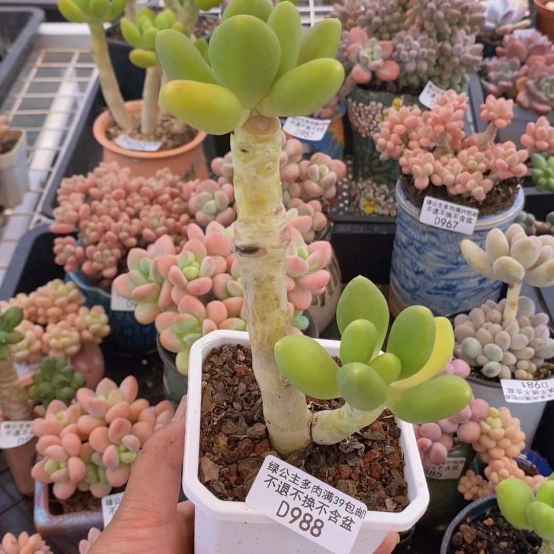 金蟾老桩988多肉植物