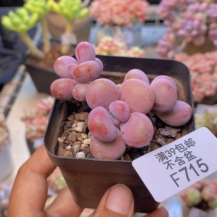715腰子桃蛋多肉4c m