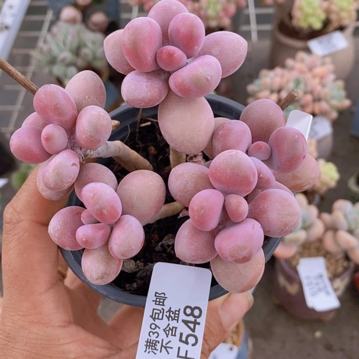 糖果桃蛋548:8c m