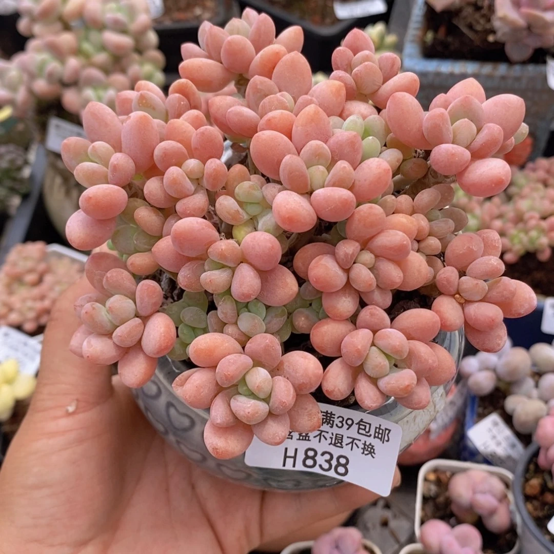 鱼子酱老桩12cm838多肉丸