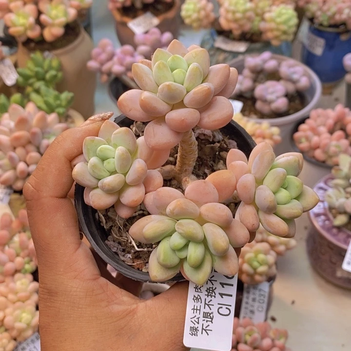 香水洛神116/7c m