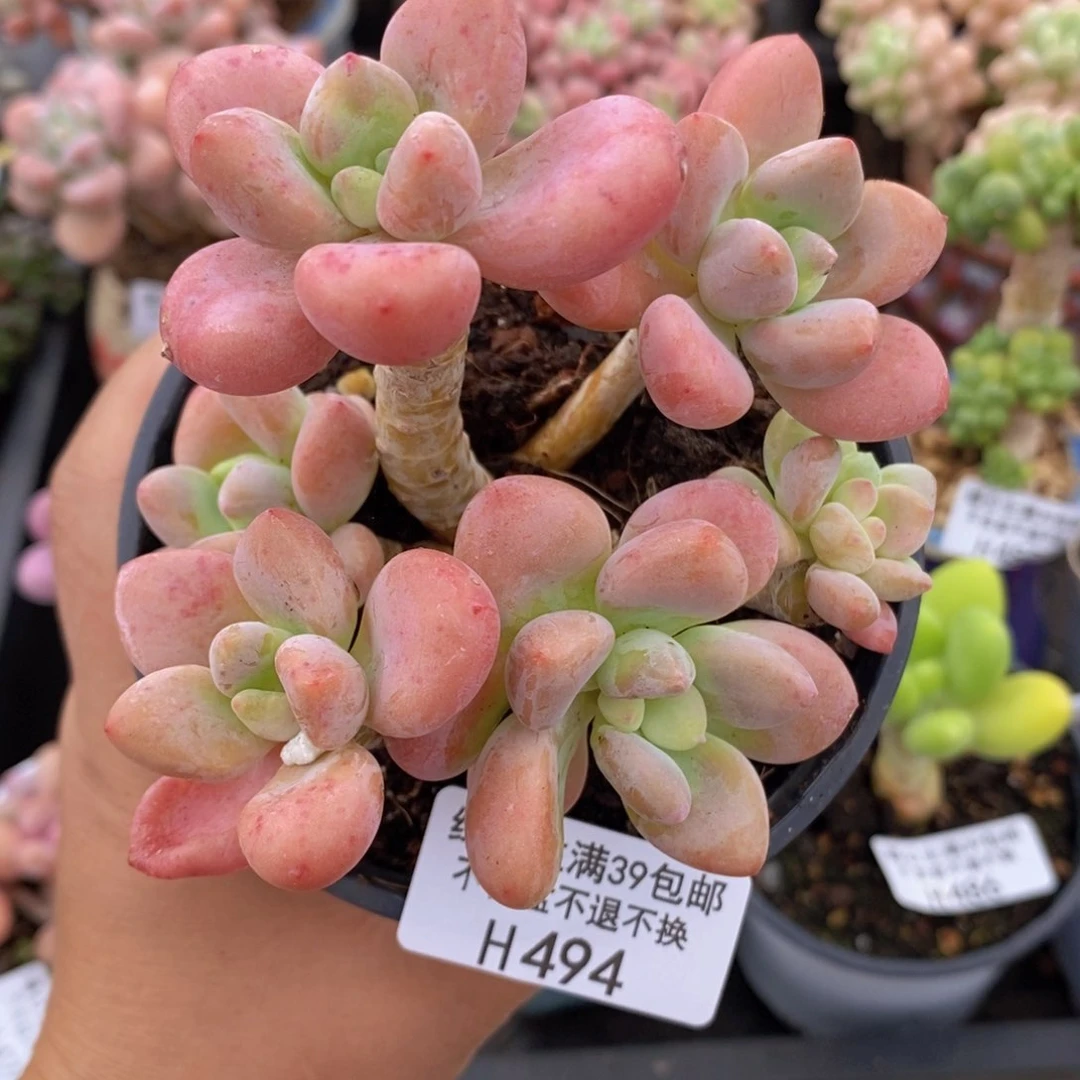 樱花洛神老桩10cm494多肉