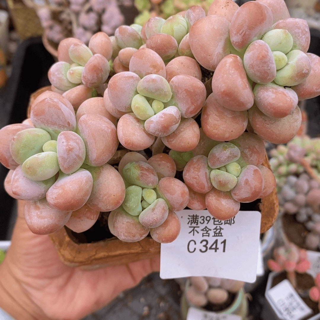 香水洛神老桩11cm341多肉植物