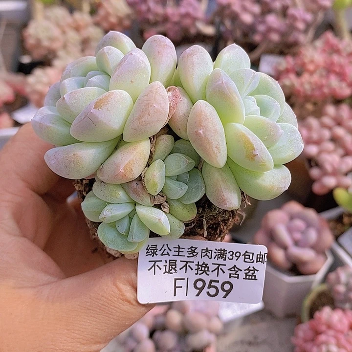 冰玉7cm959多肉植物
