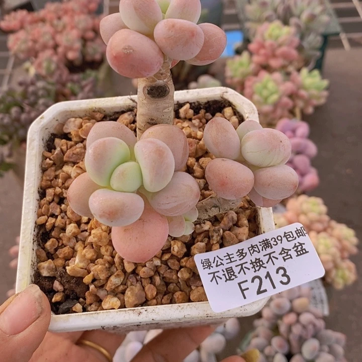 花朵洛神213/6c m